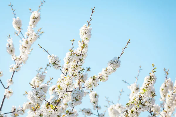 Pommier Printemps Fleurir Contre Ciel Bleu Concentrer Sur Branche Centrale — Photo