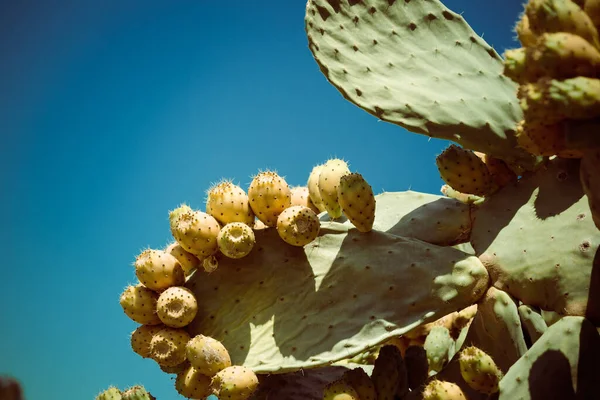 Cactus Pera Espinosa Comestible Salvaje Natural Aka Opuntia Ficus Indica — Foto de Stock
