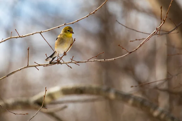 Goldfinch Aperta Galho Cena Floresta Inverno — Fotografia de Stock