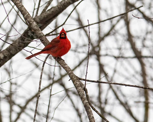 Man Kardinal Fågel Uppflugen Ett Träd Lem Tittar Kameran — Stockfoto