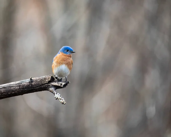 Colorful Male Eastern Bluebird Perches End Dead Apple Tree Limb — Stockfoto