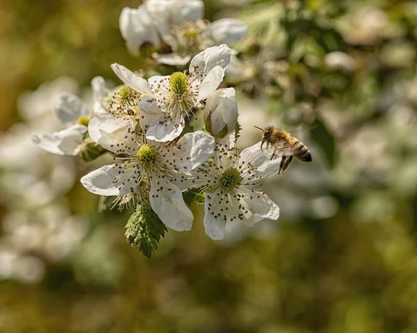 Bee Hovers White Bloom Bush — Stok fotoğraf