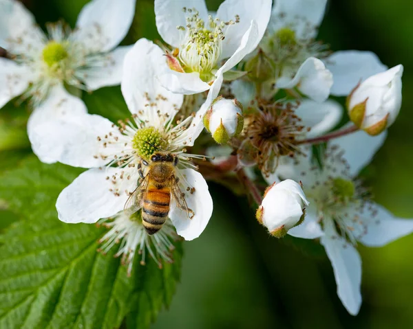 Bee Collects Nectar White Flower Berry Bush — Stok fotoğraf