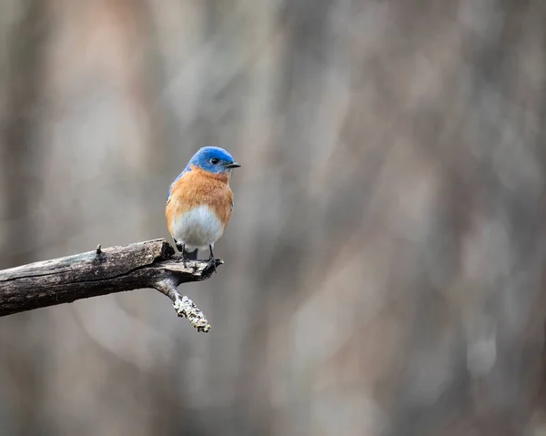 Colorful Male Eastern Bluebird Perches End Dead Apple Tree Limb Royalty Free Stock Obrázky