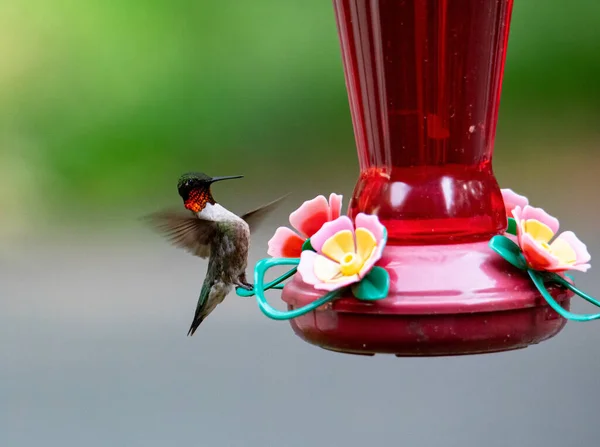 Male Ruby Throated Hummingbird Landing Nectar Feeder — Stockfoto