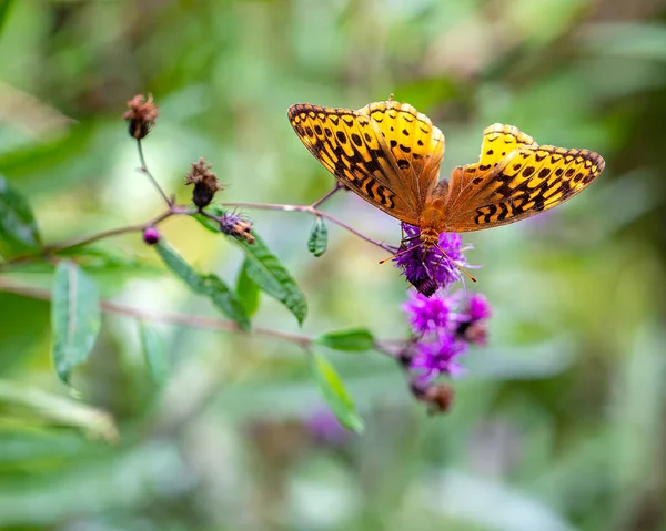 Great Spangled Fritillary Butterfly Foraging Nectar — ストック写真
