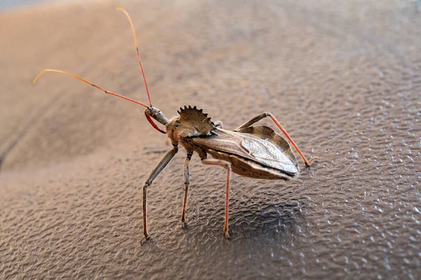 Prehistoric Looking Insect Sail Back Dinosaur Bug — Stok fotoğraf