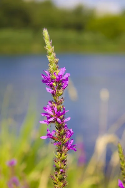 Tanaman tanaman Willow-herb tumbuh di tepi sungai . — Stok Foto