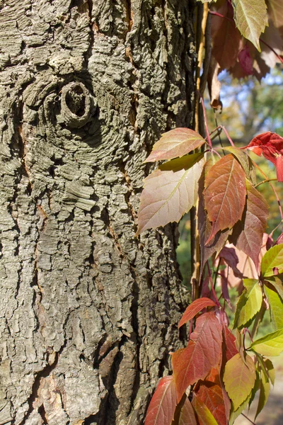 Ağaç kabuğu karşı sonbahar yaprakları.