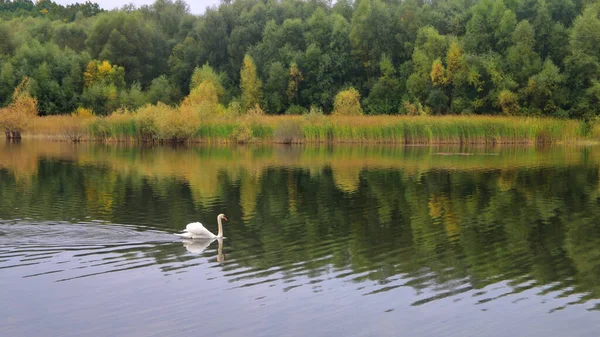 Fotoğraf Ukrayna 'nın Truskavets şehrinde çekildi. Resim sonbaharda gölde yüzen yalnız bir kuğuyu gösteriyor. Sahildeki sarı ağaçlar ve sazlıklar suya yansıyor..