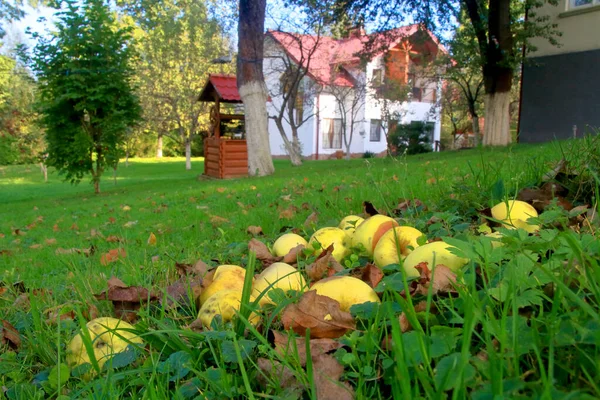 Фото Видно Стиглі Жовті Яблука Лежать Зеленій Траві Саду — стокове фото