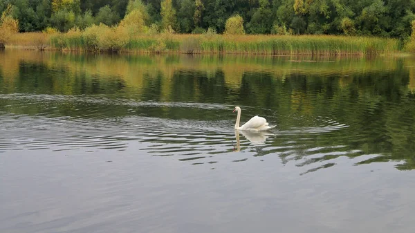 Ein Wilder Schwan Schwimmt Auf Einem Ruhigen See — Stockfoto