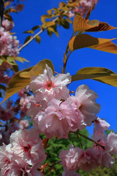 Bilden Visar Gren Körsbär Blommar Mot Blå Himmel — Stockfoto