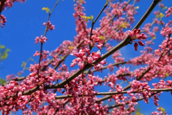 Fotoğraf Odessa, Ukrayna 'da çekildi. Resim, çiçek açan bir Yahuda ağacının ya da Avrupa Cersi 'sinin güzel bir dalını gösteriyor..