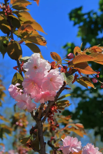 Bilden Visar Gren Körsbär Blommar Mot Blå Himmel — Stockfoto