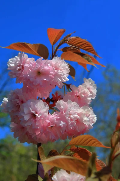 Photo Shows Branch Cherry Blossoms Blue Sky — Fotografia de Stock