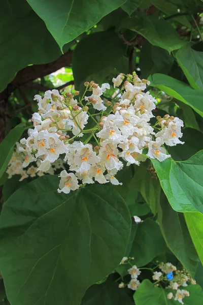 Fotot Togs Staden Odessa Bilden Visar Blommorna Ett Sällsynt Träd — Stockfoto