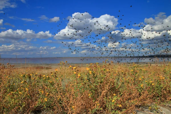 写真はウクライナで撮影されました 写真は河口の岸を飛んでいる鳥の群れで 野の花で覆われています — ストック写真