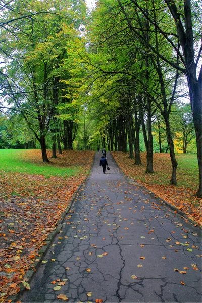 Fotoğraf Ukrayna 'nın Truskavets kentinin şehir parkında çekildi. Resim sonbaharda büyük ağaçların olduğu bir ara sokağı gösteriyor..