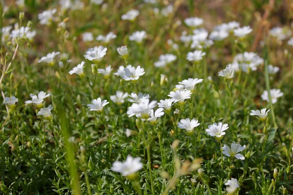 Foto Foi Tirada Ucrânia Imagem Mostra Branco Delicado Flores Selvagens — Fotografia de Stock