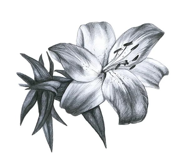 Dibujo a lápiz Lily — Foto de Stock