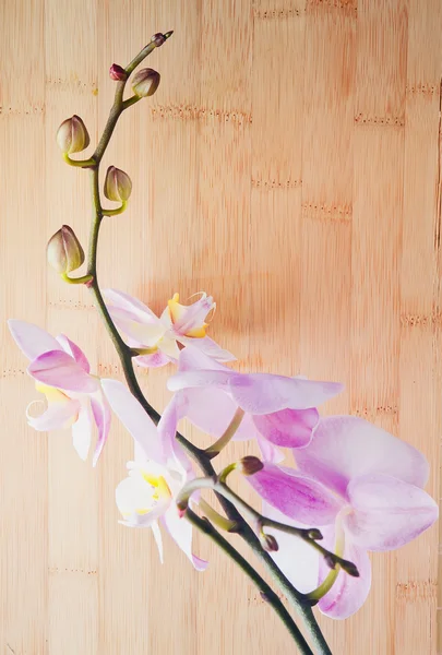 Phalaenopsis. — Stockfoto