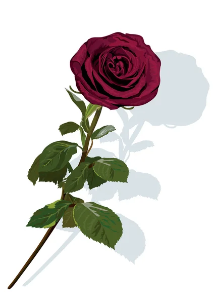 Red rose — Stock Vector