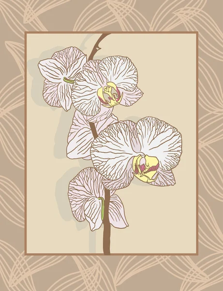 様式化された蘭の枝 — ストックベクタ
