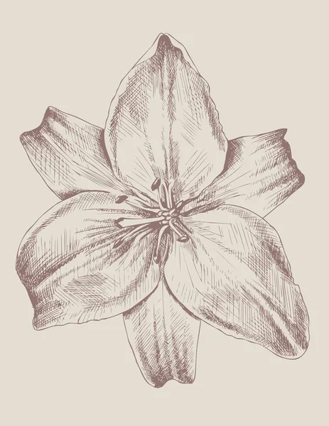 Lily. — Archivo Imágenes Vectoriales