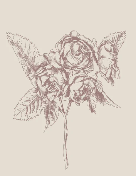 Flores de rosa — Vector de stock