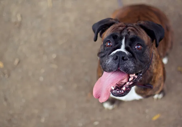 Boxer dog — Stock Photo, Image