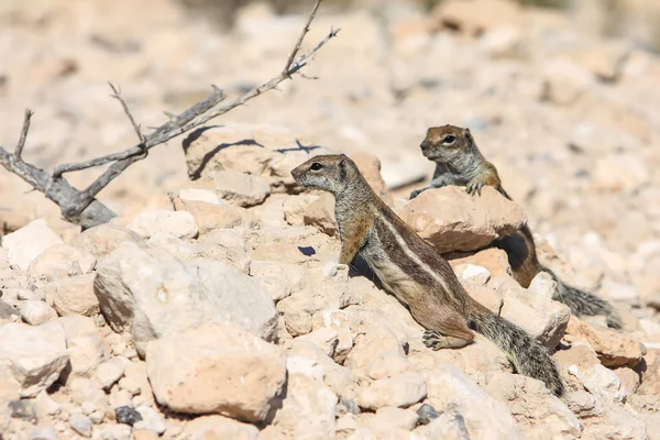 Two squirrel — Stock Photo, Image