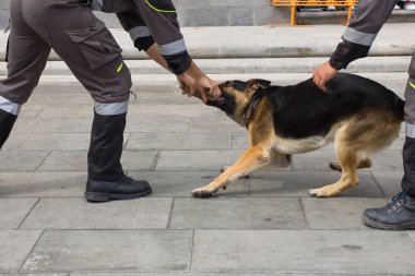 Polis Köpeği