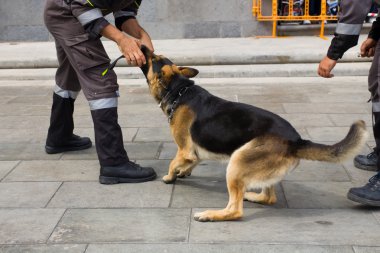 Polis Köpeği