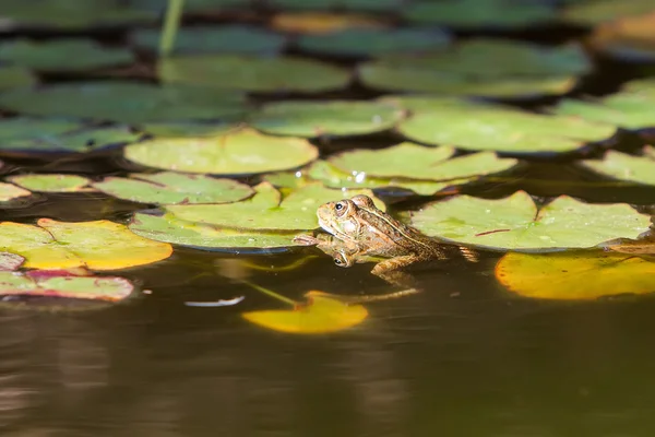 Grüner Frosch Stockbild