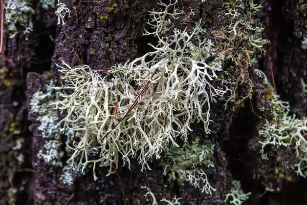 stock image Pine lichen