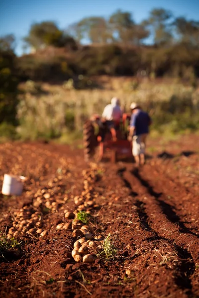 Campo de batata — Fotografia de Stock