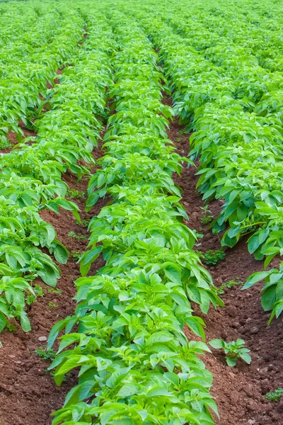 Campo de patatas — Foto de Stock