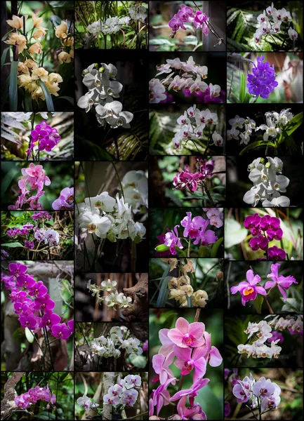 Орхідеї колаж — стокове фото