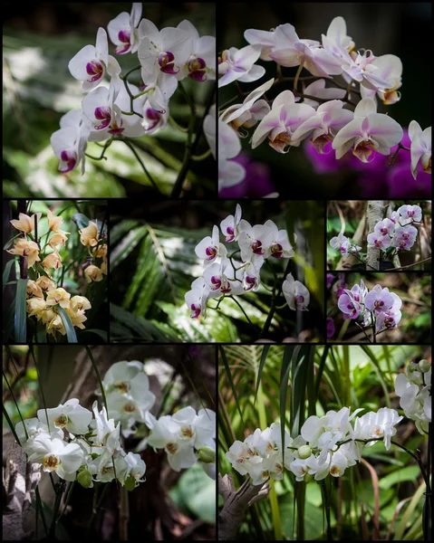 Colagem de orquídeas — Fotografia de Stock
