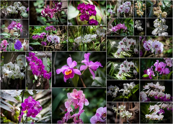 Colagem de orquídeas — Fotografia de Stock