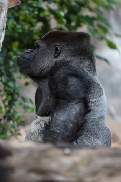 Silverback gorilla — Stock Photo, Image