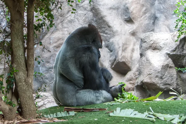 Gorilla silverback — Foto Stock