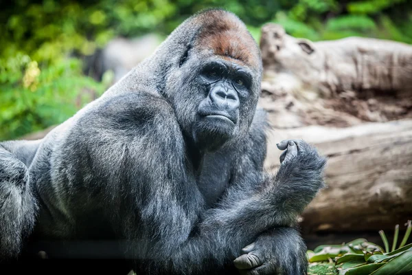 Gorilla silverback — Foto Stock