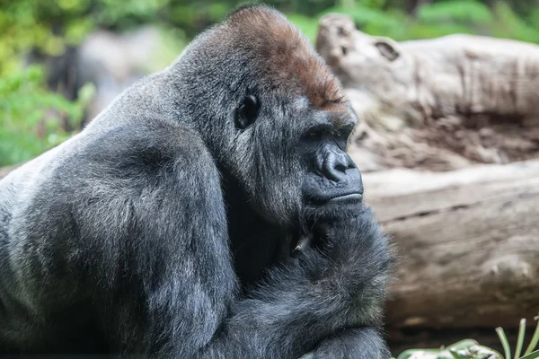 Gorila dorso plateado —  Fotos de Stock