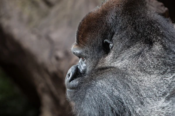 Silverback gorilla — Stockfoto