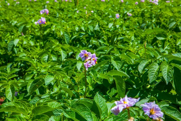 Campo de batata — Fotografia de Stock