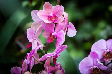 orkide