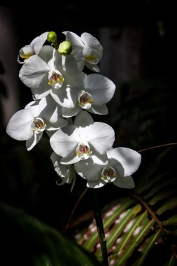 orkide