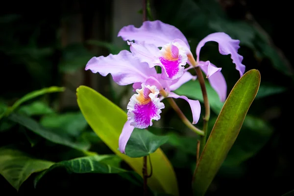 Orchidea — Foto Stock